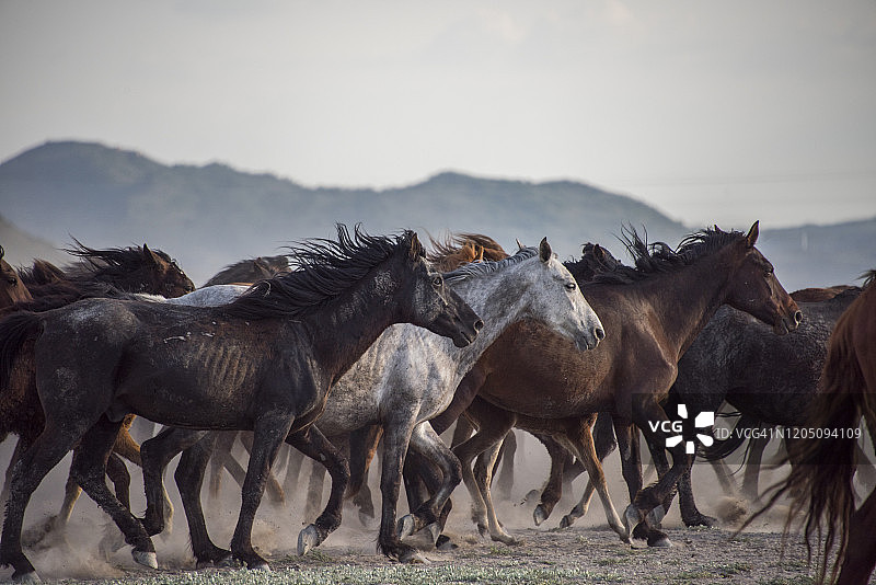 奔跑的野马图片素材