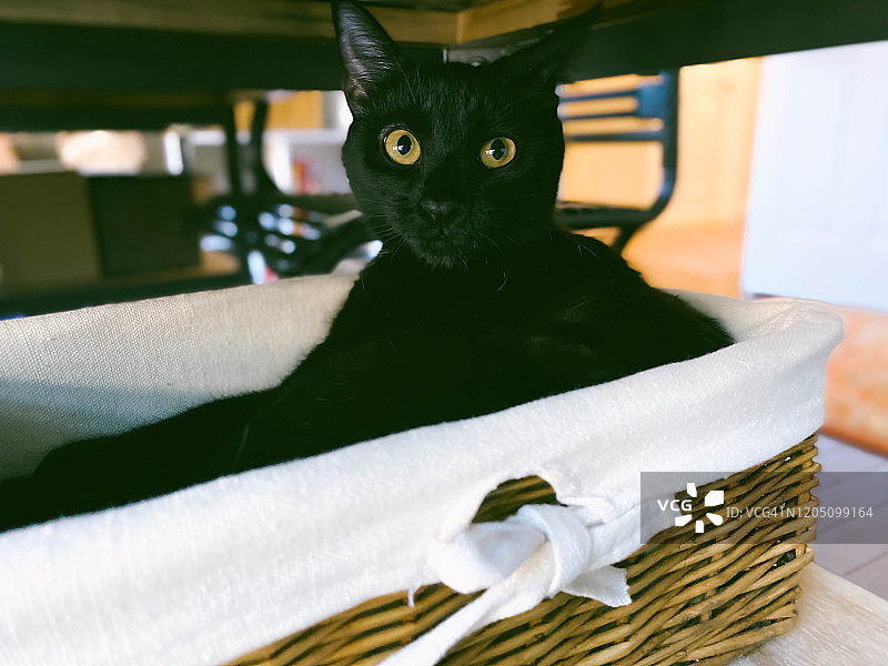 黑色小猫舒适地趴在桌架篮子里图片素材