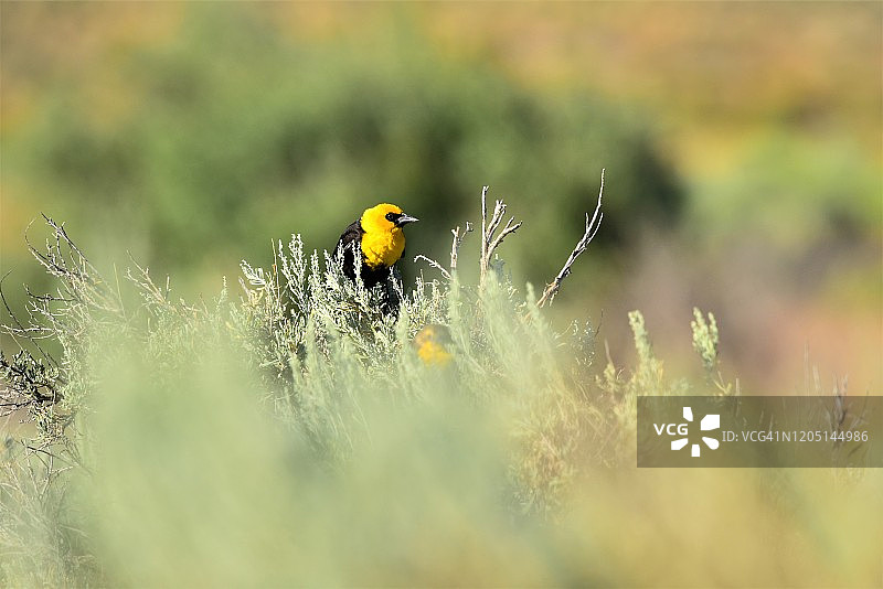 雄性黄头黑鹂图片素材