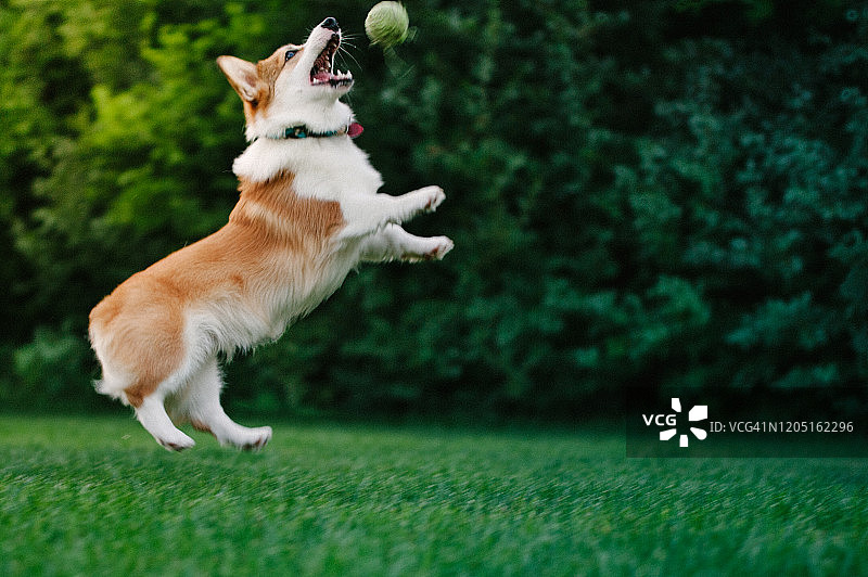 柯基犬接网球图片素材