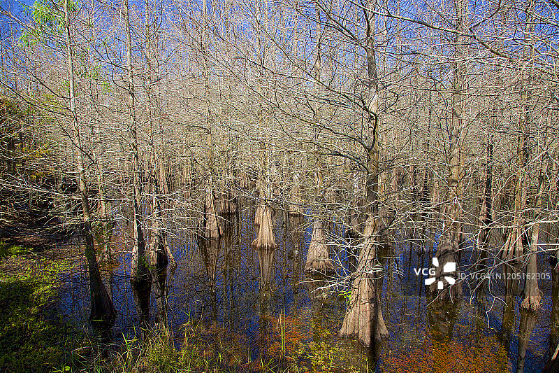 美国佛罗里达州李郡迈尔斯堡湿地保护区图片素材