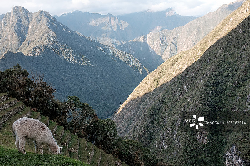 美洲驼在山脉前吃草图片素材