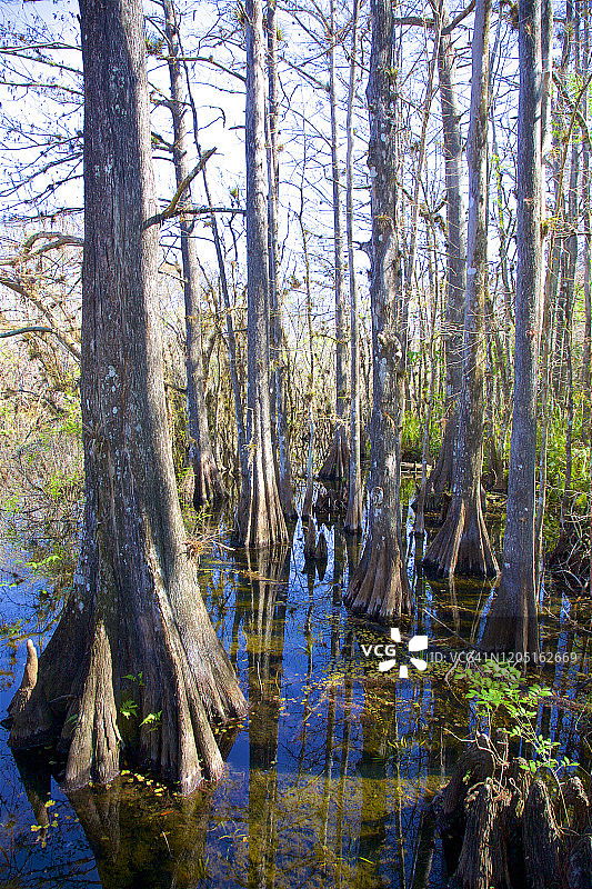 美国佛罗里达州李郡迈尔斯堡湿地保护区图片素材