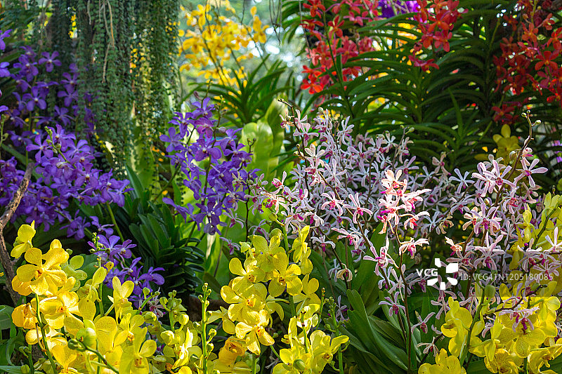 美丽兰花花园，尖竹汶府花卉节图片素材