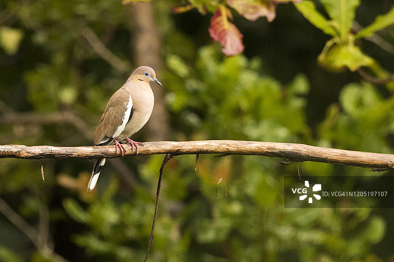 白翅鸠图片素材