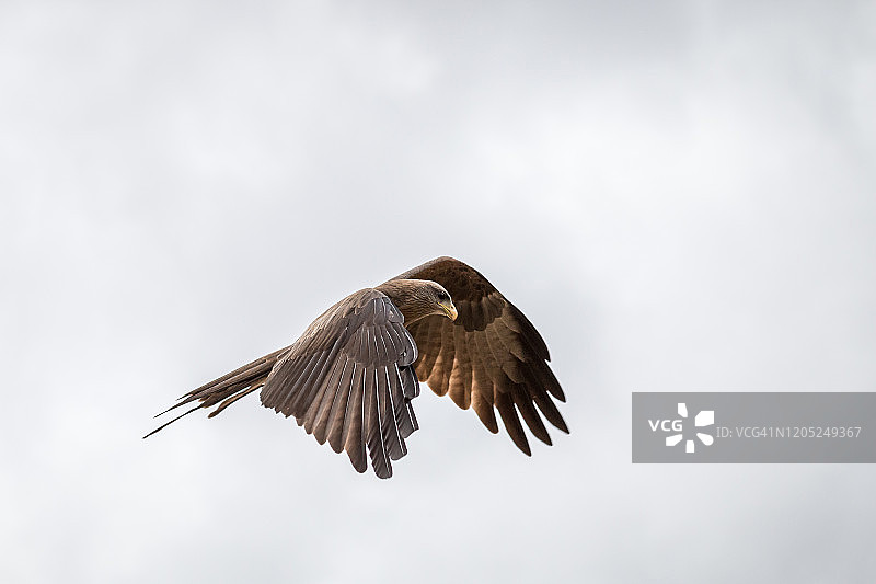 空中的黄嘴风筝图片素材