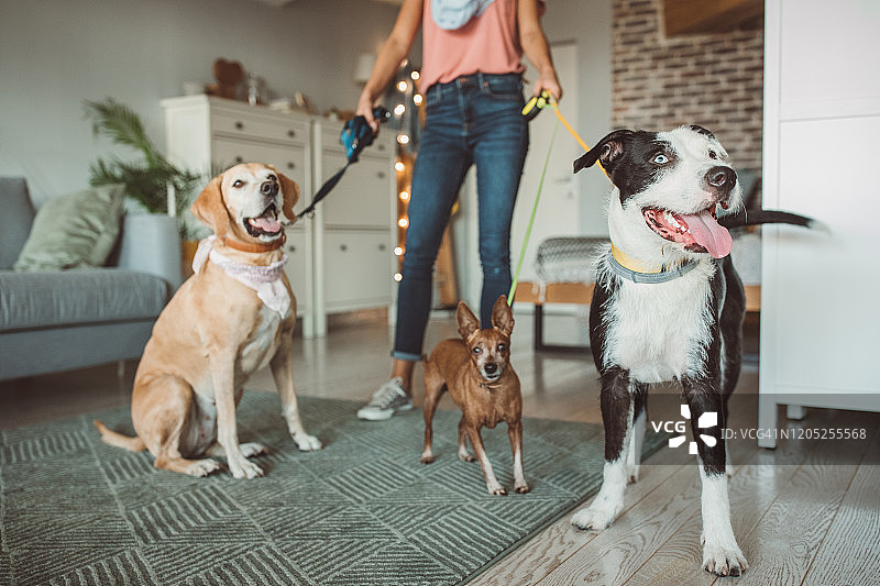 宠物保姆和狗准备好去散步图片素材