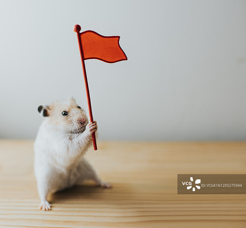 拿着旗子的仓鼠图片素材