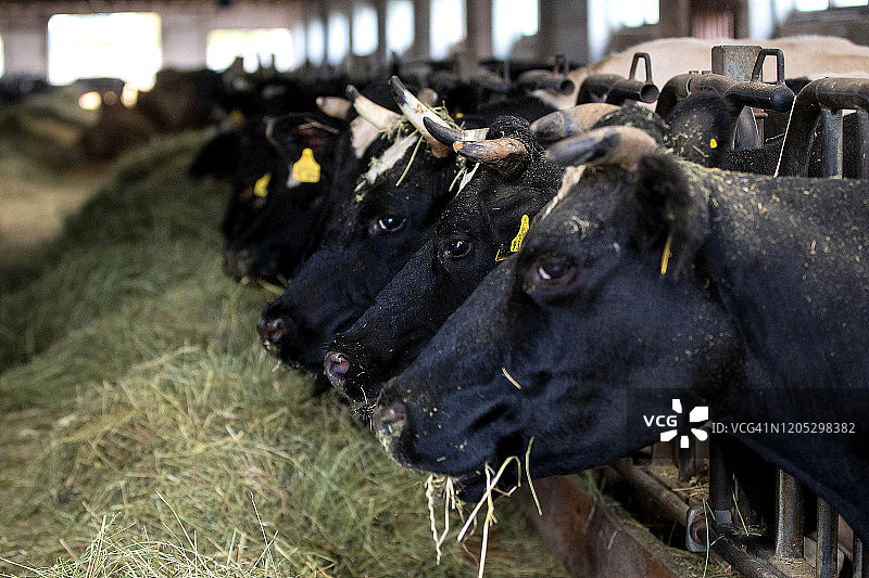 谷仓里的奶牛图片素材