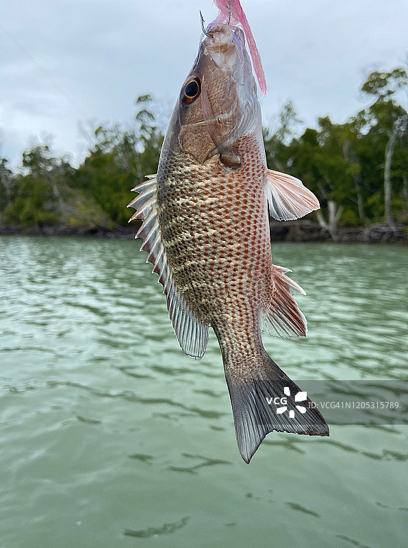 灰色芒格罗鲷鱼图片素材