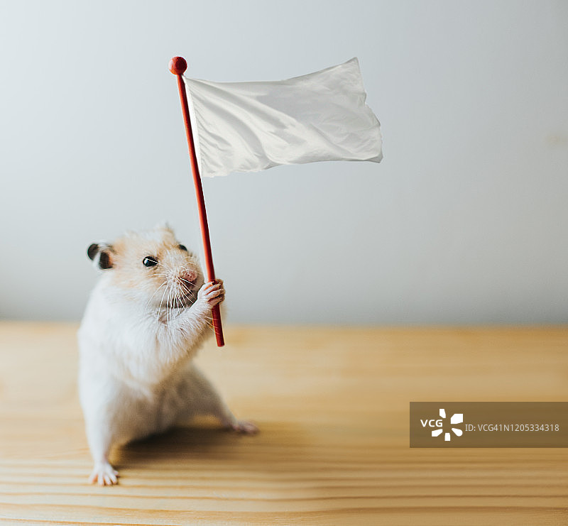 举着白旗的仓鼠图片素材
