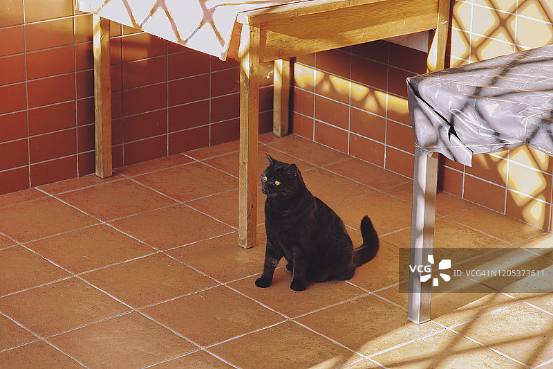 猫坐在瓷砖上图片素材