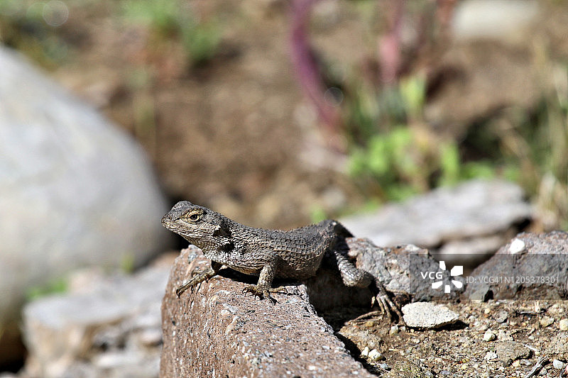西部栅栏蜥蜴图片素材