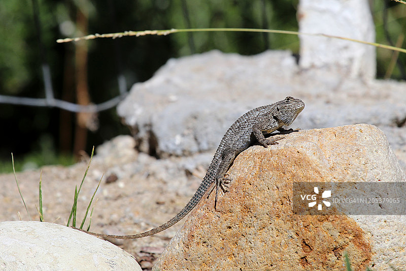 西部栅栏蜥蜴图片素材