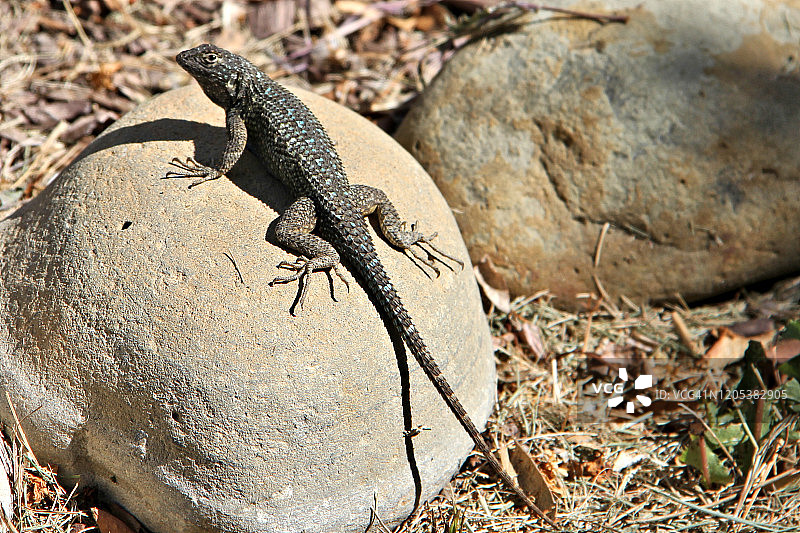 西部栅栏蜥蜴图片素材
