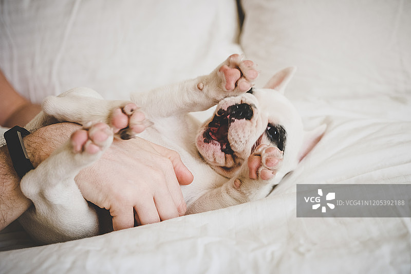 和法国斗牛犬幼犬玩耍的男人图片素材