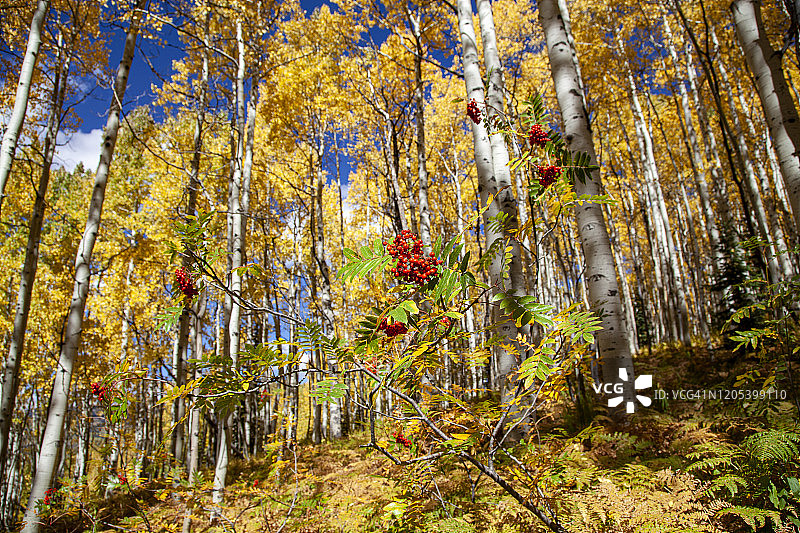 科罗拉多州森林中的漆树和金色白杨图片素材