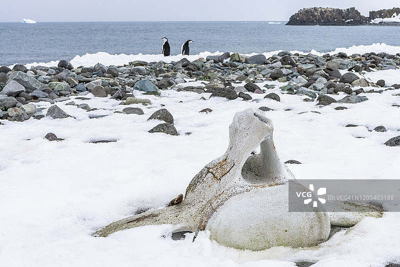 帽带企鹅图片素材