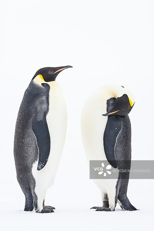 南极洲威德尔海冰架上的帝企鹅图片素材