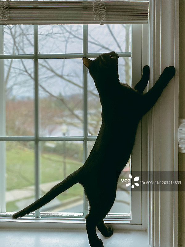 站在窗台上的调皮猫图片素材