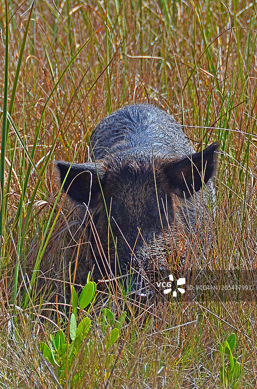 野猪图片素材