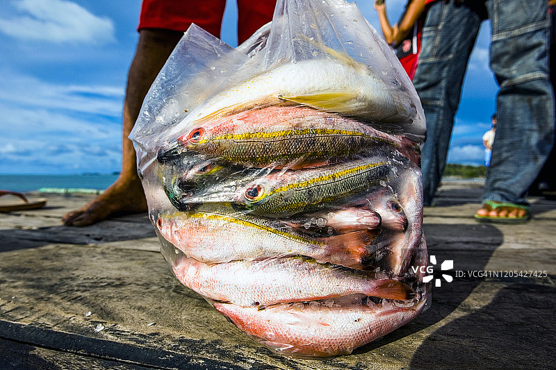 印度尼西亚勿里洞岛鱼袋图片素材
