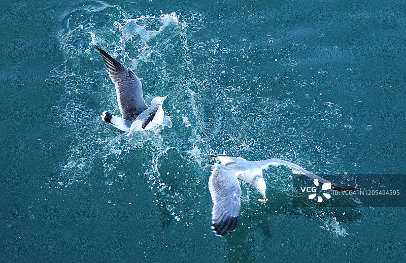 海鸥捕食图片素材