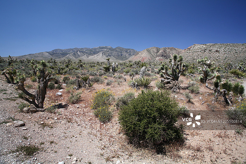 美国内华达州红岩峡谷国家保护区的植被和岩石图片素材