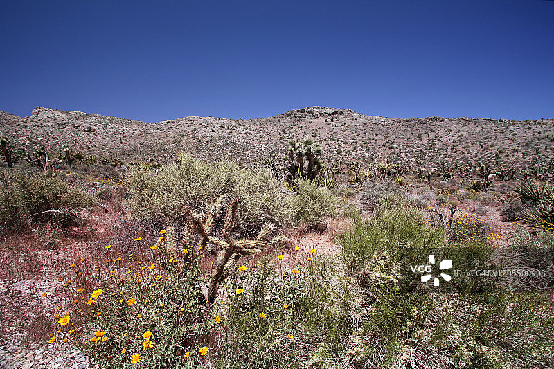 美国内华达州红岩峡谷国家保护区的植被和岩石图片素材