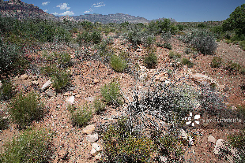 美国内华达州红岩峡谷国家保护区的植被和岩石图片素材