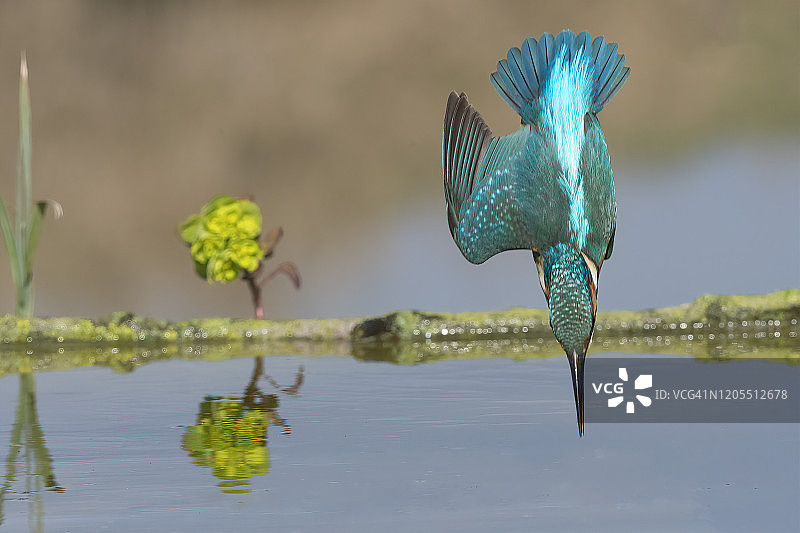 翠鸟潜水图片素材