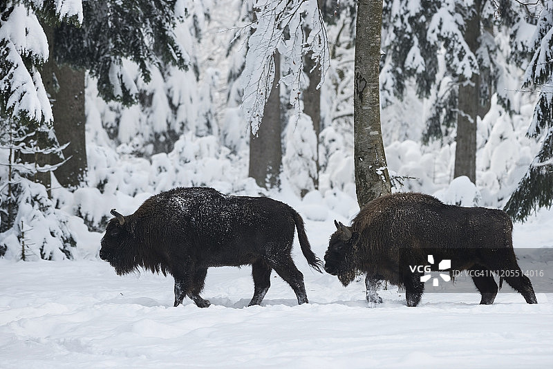 欧洲野牛，德国巴伐利亚森林图片素材