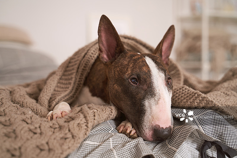 盖着毯子躺在床上的狗的照片图片素材