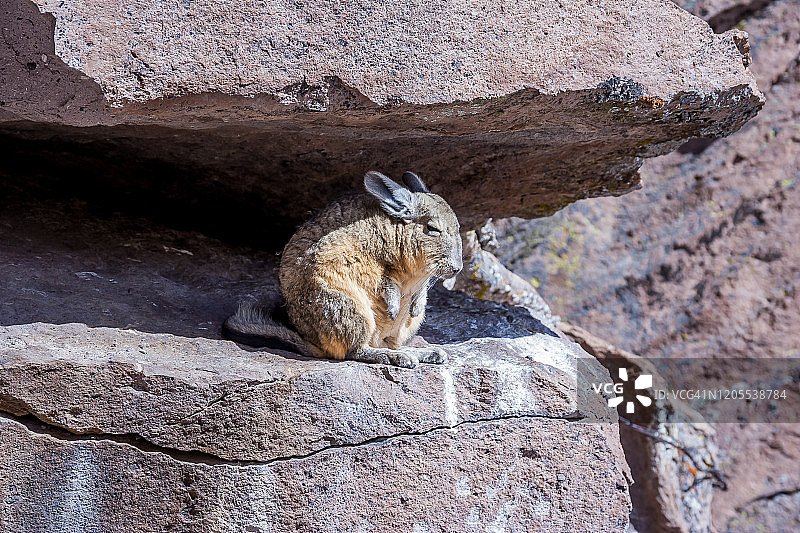 在阳光下晒太阳的山地南美栗鼠图片素材