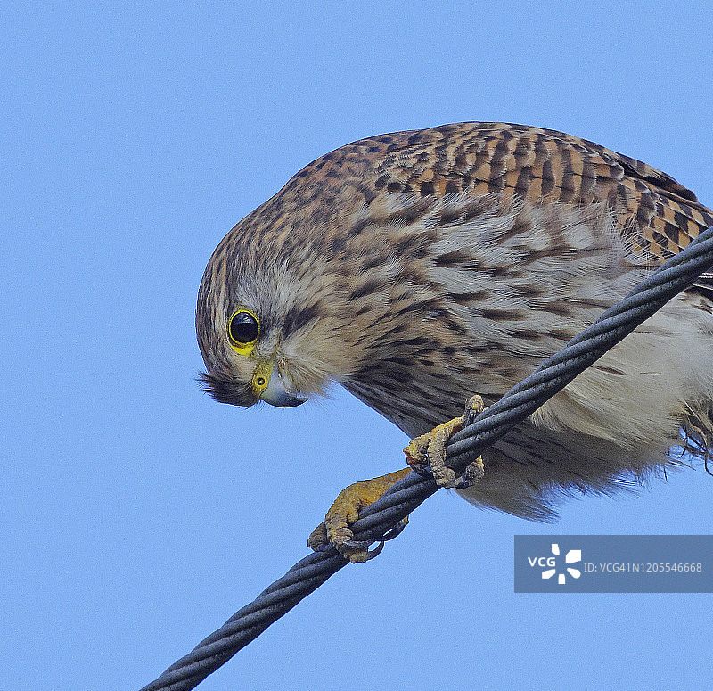 凯斯特雷尔 [法尔科 · 丁努库鲁斯]图片素材