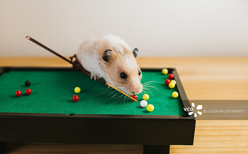 玩台球的仓鼠图片素材