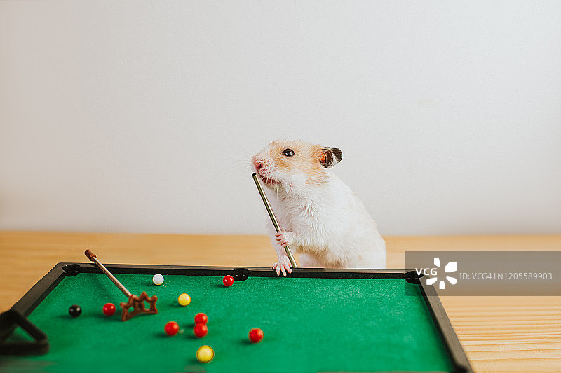 玩台球的仓鼠图片素材