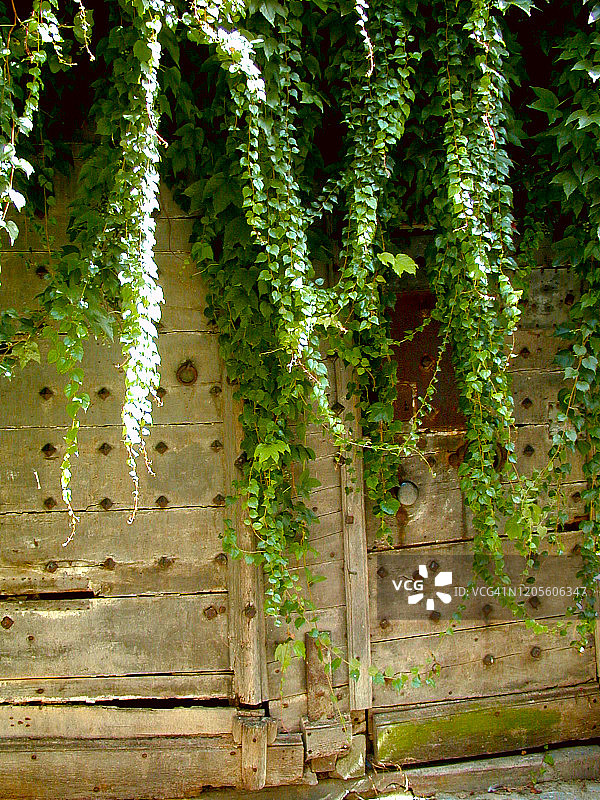覆盖着攀缘植物的木门图片素材