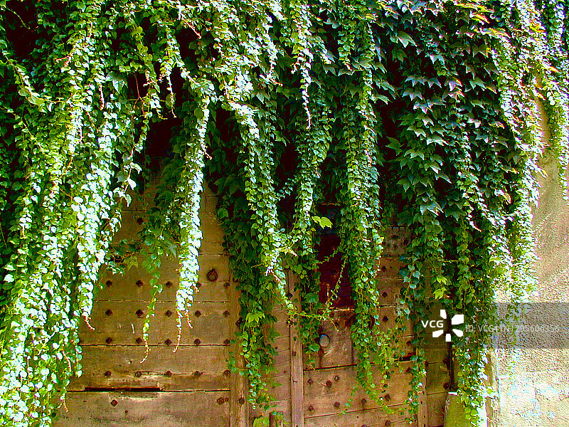 覆盖着攀缘植物的木门图片素材