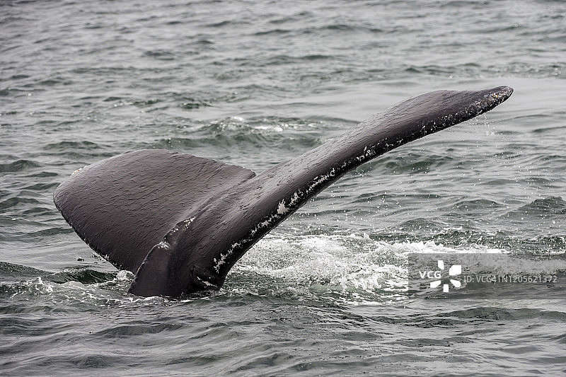 加利福尼亚州蒙特雷湾的座头鲸尾巴图片素材