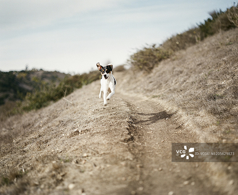 在加利福尼亚州圣巴巴拉自行车道上奔跑的猎狐梗犬图片素材