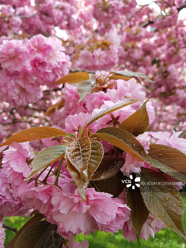 春天粉色樱花特写图片素材