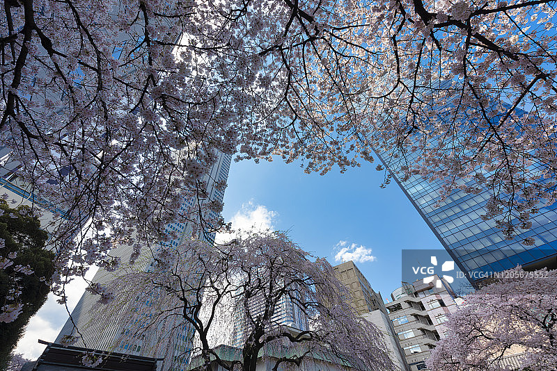 仰望摩天大楼和樱花图片素材