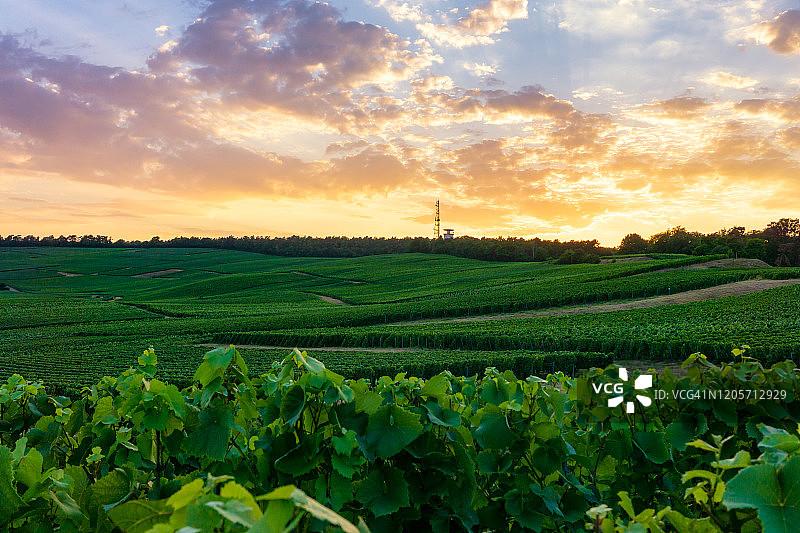 列葡萄藤葡萄在香槟葡萄园的蒙特尼德兰斯图片素材