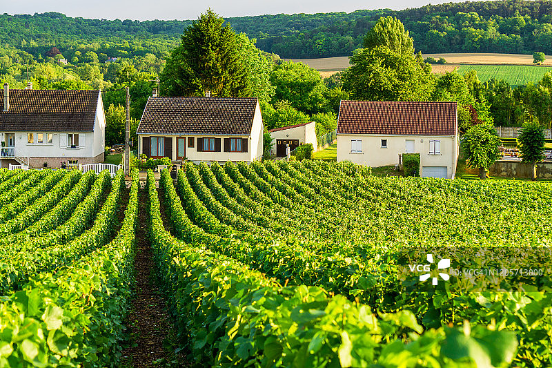 排葡萄葡萄在香槟葡萄园在蒙太奇德兰斯乡村的背景图片素材
