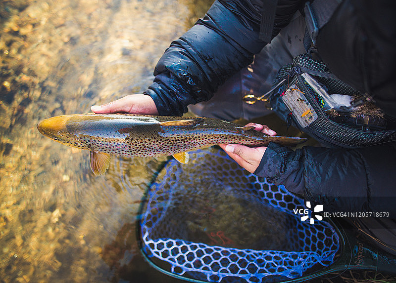 男子在缅因州的一条河里捕获一条大的棕色鳟鱼图片素材