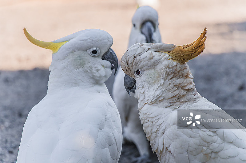 维多利亚州的澳洲葵花凤头鹦鹉图片素材