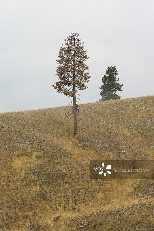 有雾和云的枯树图片素材