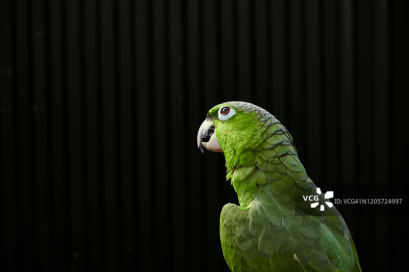 宁静而沉思的绿色亚马逊鹦鹉图片素材