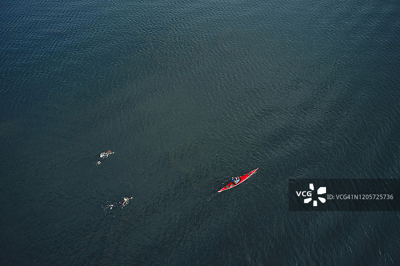 专业游泳运动员在平静的海水中一起训练图片素材